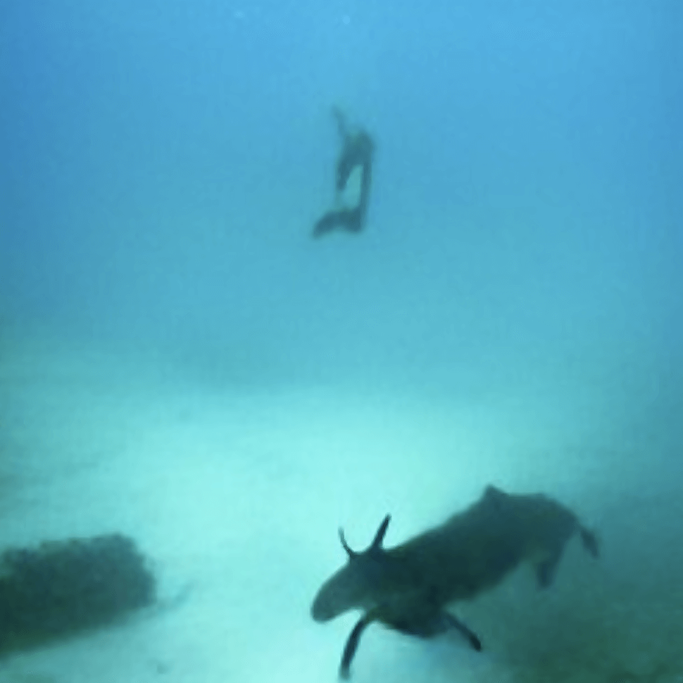 diving cow